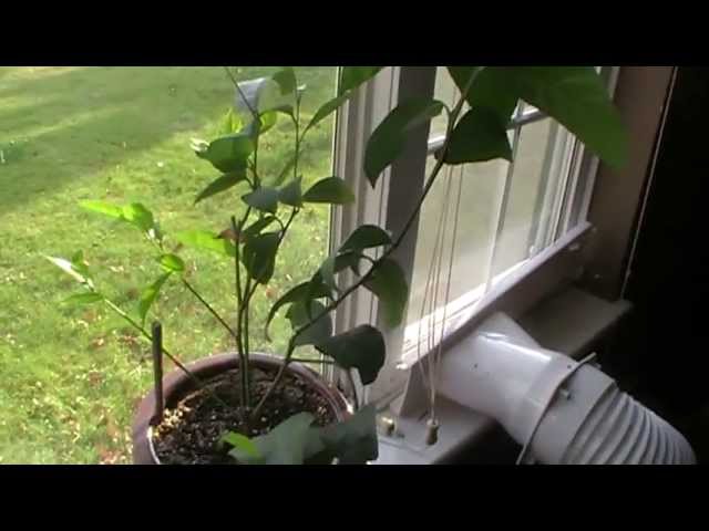 How to grow lemon tree from seed and have it GROW LEMONS !