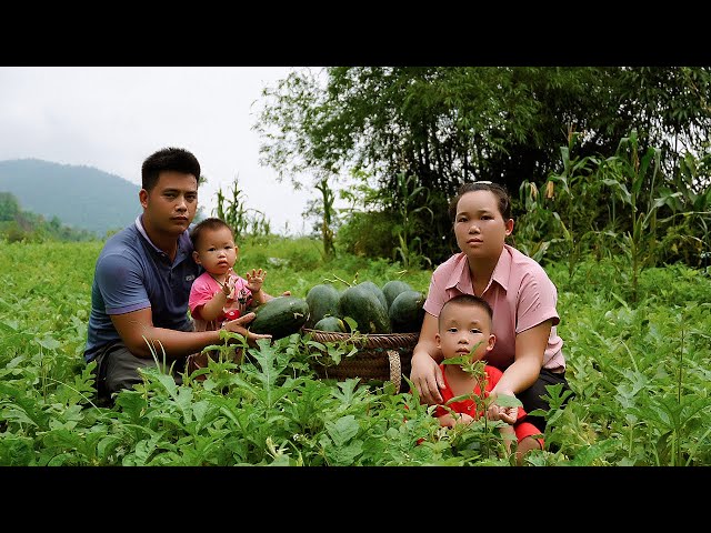 The process of harvesting watermelons with his wife and children to sell at Khanh Yen market