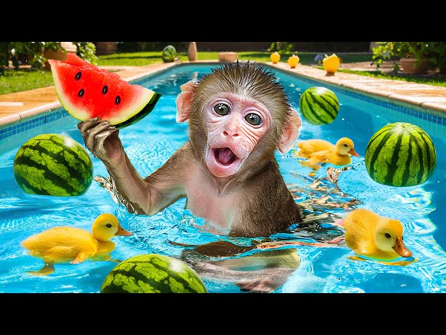 KiKi Monkey eats Coolest Watermelon and goes swimming at summer pool | KUDO ANIMAL KIKI