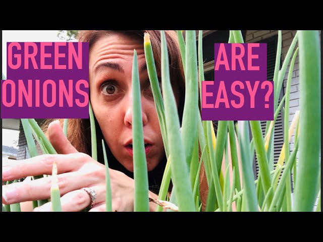 Green Onions are Easy