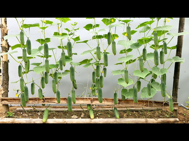 The secret to making cucumbers produce unbelievable fruits that few people know about