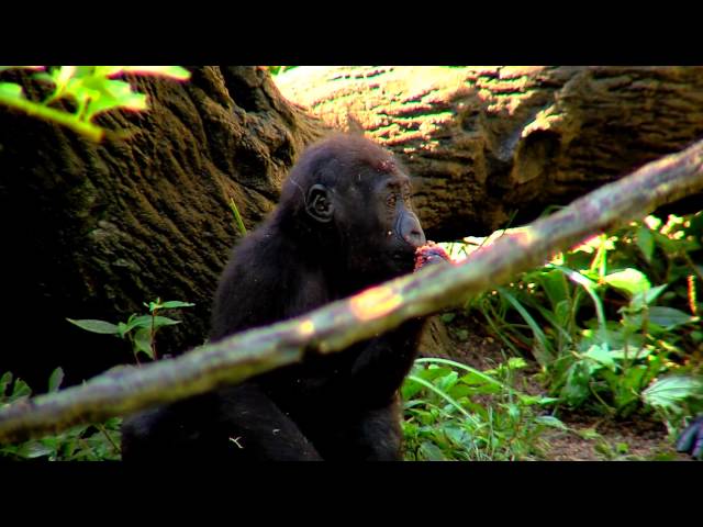 1st Birthday Party for Baby Gorilla Mondika - Cincinnati Zoo
