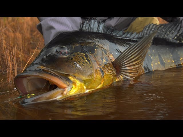 Jungle Fly Fishing *TRAILER* Peacock Bass Fishing by Todd Moen