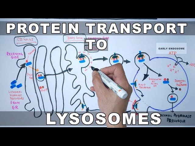 Lysosomal Protein Targeting