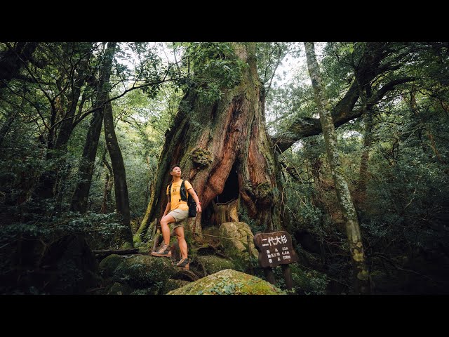 Exploring the OLDEST Forest in Japan | Yakushima Island