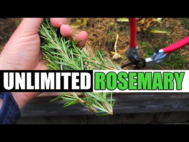How To Root And Grow Rosemary From Cuttings