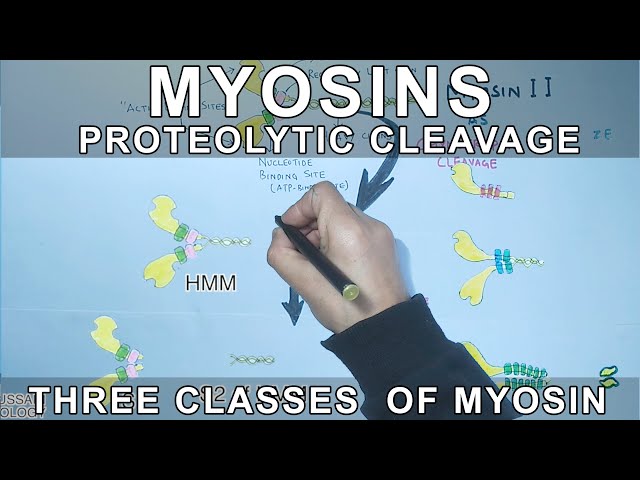 Myosins and its three class | Proteolytic Cleavage