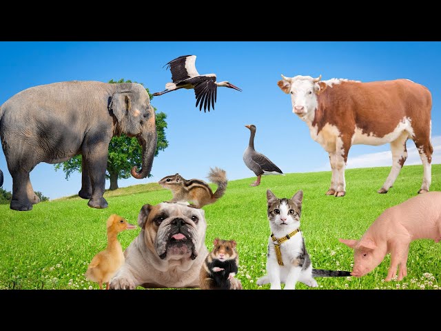 Cute animal sounds cat dog cow duck goat sheep Animal video
