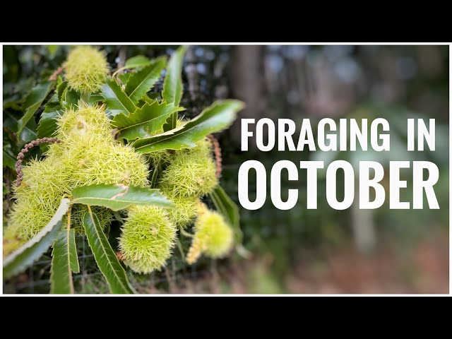 Foraging in October - UK Wildcrafts Foraging Calendar (Part 3 of 3)