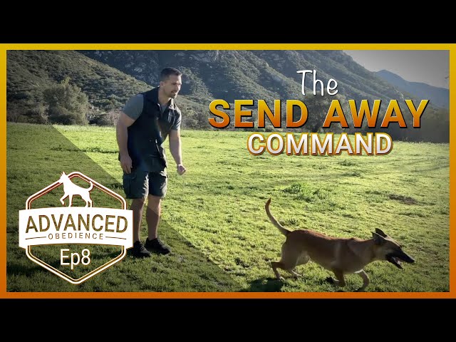 How to Teach Your Dog the Send Out/Send Away Command