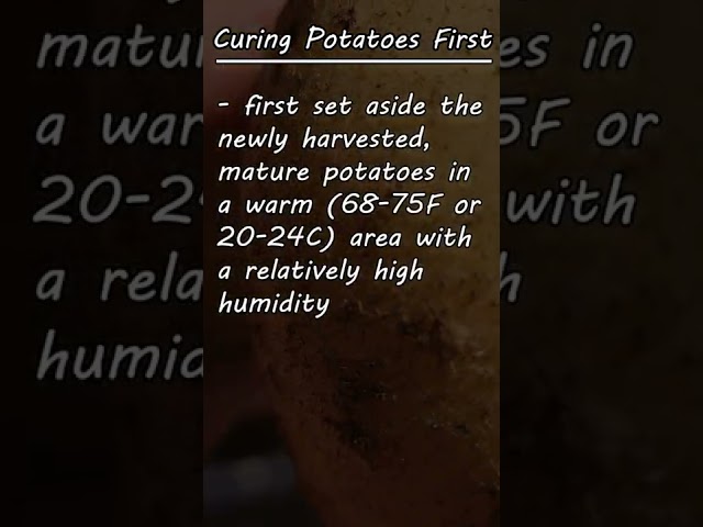 Storing Your Potatoes! #shorts