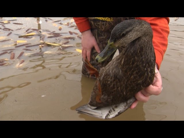Duck Banding in Search of the Black Duck