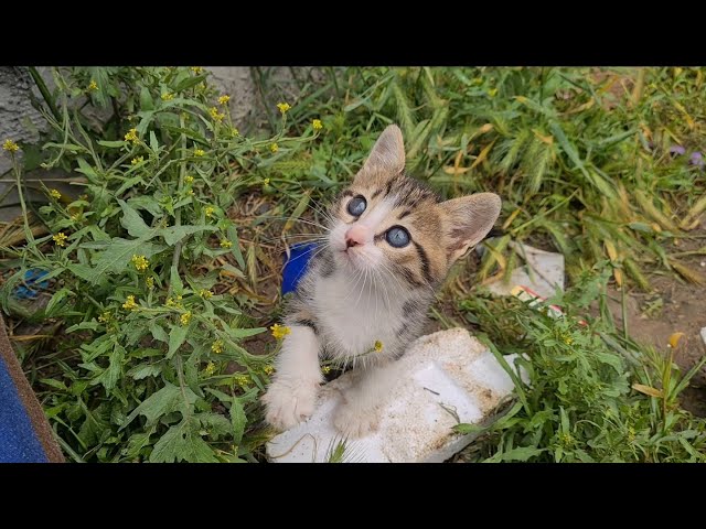 Tiny playful Kitten with incredibly beautiful eyes.