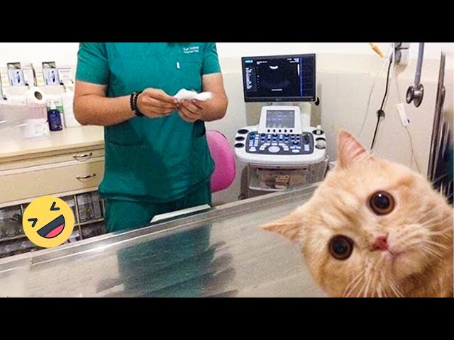 Funniest Cats 2024 🤣 Best Funny Cats Videos Of The Month 😻18