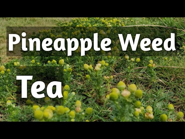 Pineapple weed tea
