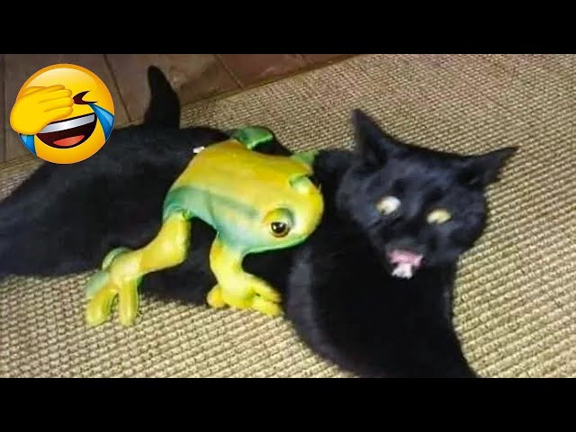 Laugh Your Heart Out: Funny Dogs and Cats Moments