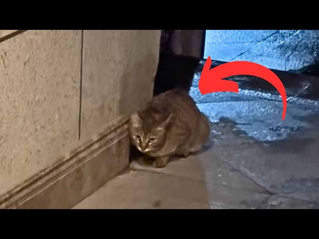 A pregnant stray cat with a broken tail follows and seeks petting, trying to get some food.