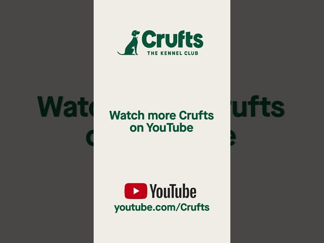 A quick shut-eye at Crufts 2023 😂😴