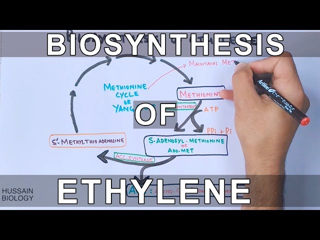 Biosynthesis of Ethylene
