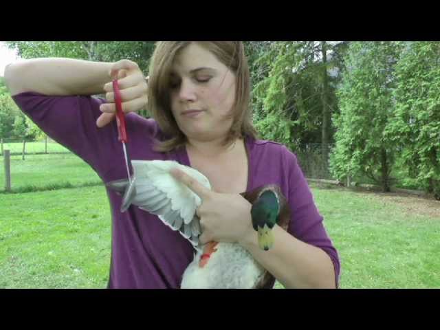 how to clip your birds wings (with call ducks)