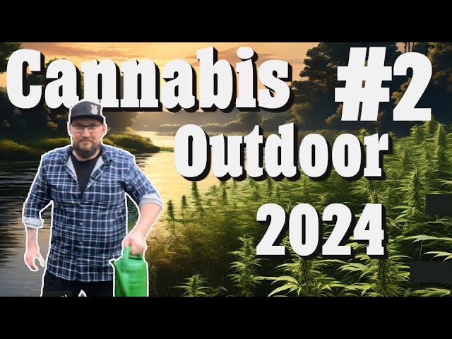 Cannabis Outdoor 2024: Drama gleich zu Beginn?! Sorteninfo, Gießprobe und Blick Sämlinge | EP 2