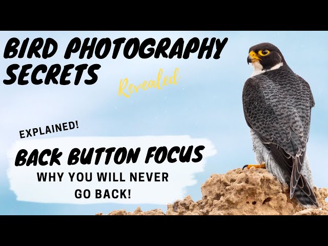 BACK BUTTON FOCUS Explained! - Why you will NEVER go back - Bird Photography Secrets Revealed