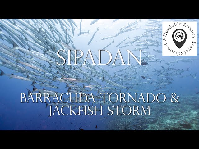 Sipadan Scuba Diving - Barracuda Tornado & Jack Fish Storm