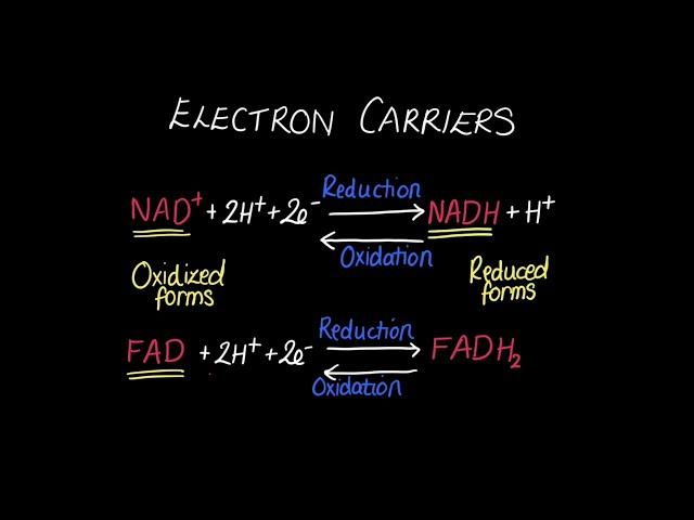 C1.2.7 Electron Carriers