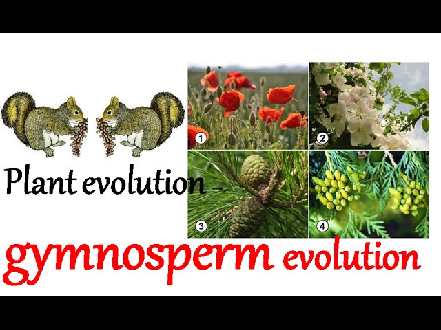 Plant evolution - gymnosperm evolution