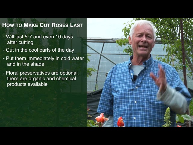 Selecting Rose Classes and Varieties for Cut Flower Production
