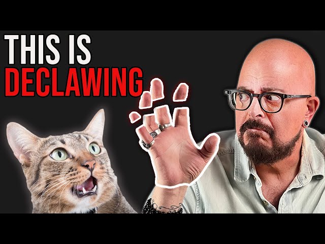 The Truth About Declawing Cats
