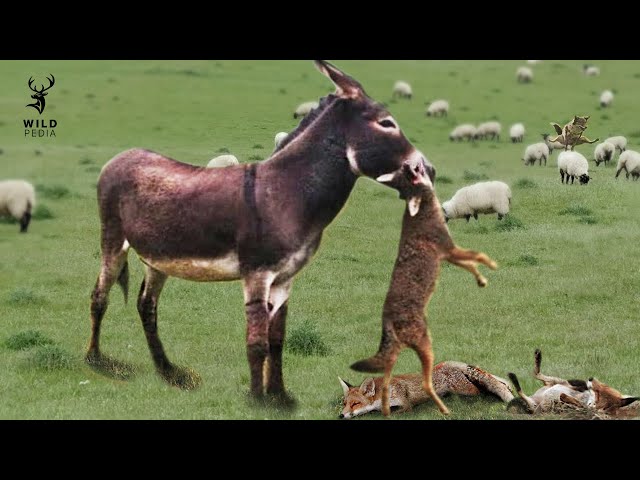 This Is Why Donkeys Kill Other Animals