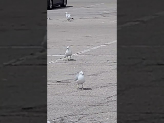 Seagull Time