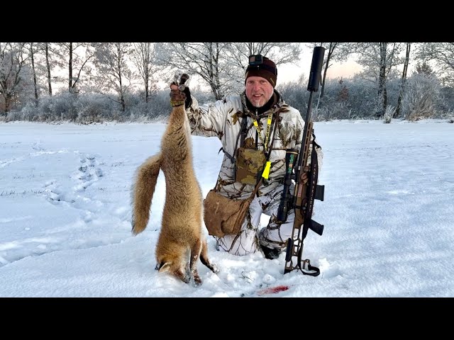 Hunting foxes with Kristoffer Clausen, Episode 6.