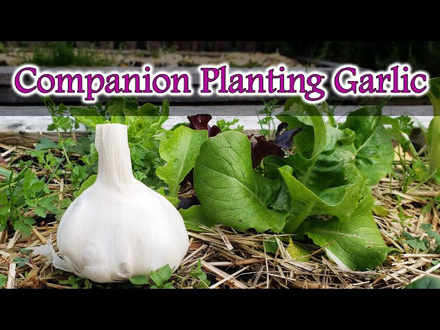 Companion Planting Garlic