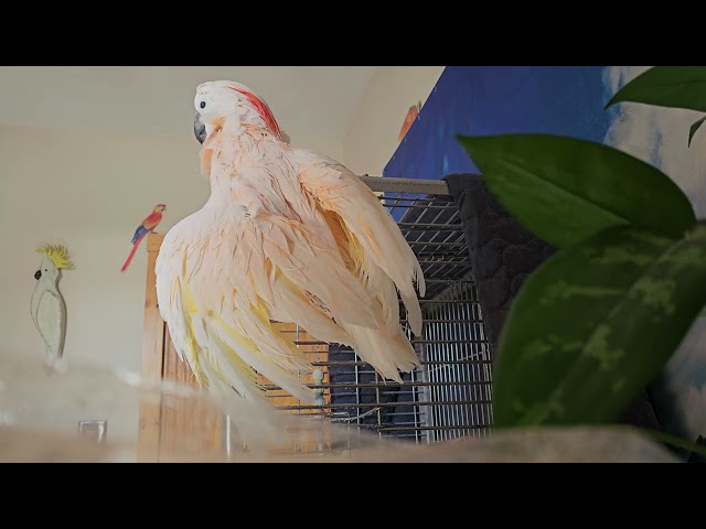 Cockatoo Shower Day 🚿