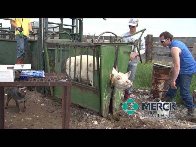 Merck Animal Health - Vaccine Handling