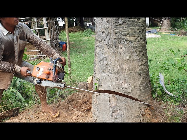 How To Fell Palm Tree With Chainsaw STIHL MS070 And Sawing Process Skills