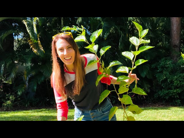 How to PROPAGATE an Everbearing Mulberry Tree? | Answering all YOUR questions on Mulberry Trees
