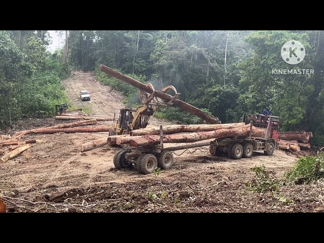 skills opt wheeloader loading logs#logging #heavy