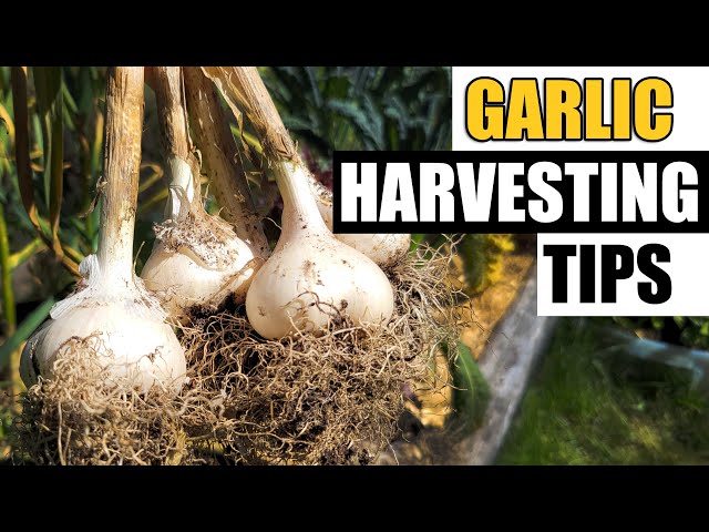 3 Garlic Harvesting Tips - Garden Quickie Episode 83