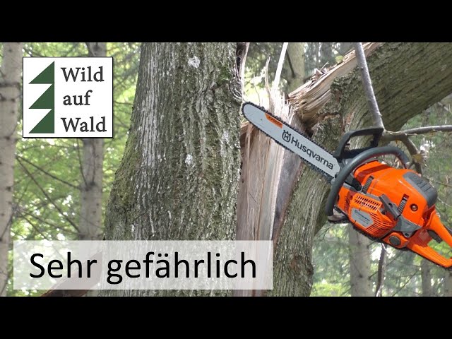 🌲Baumfällung, extrem gefährliches Sturmholz - extremely dangerous tree felling with 550 Mark 2!