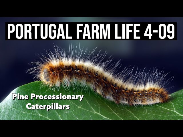Farm dog POISONED by TOXIC Caterpillars!!! | PORTUGAL FARM LIFE S4-E09 ❤