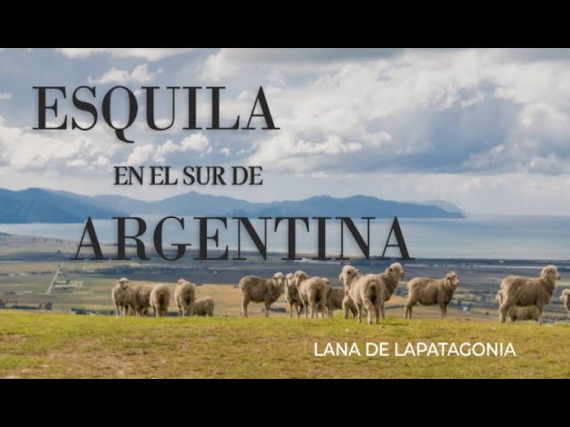 Lana y Tradición: La Esquila en la Mística Patagonia