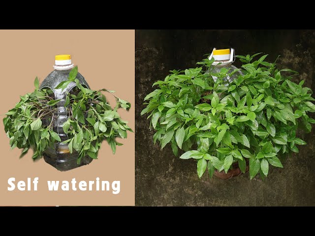 Recycle Plastic Cans To Grow Basil Without Watering