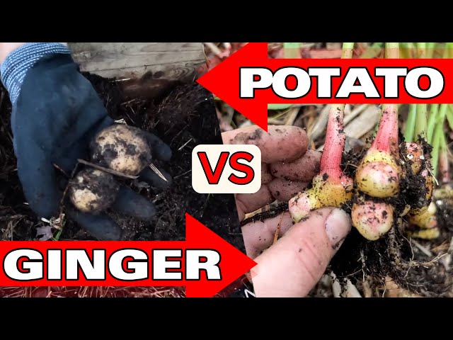 Which is easier to GROW ? [Rhizome VS Tuber]