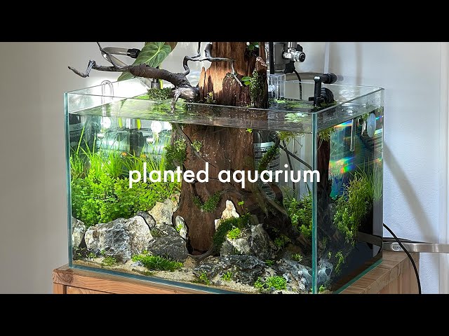 Setting up a planted aquarium | process and update