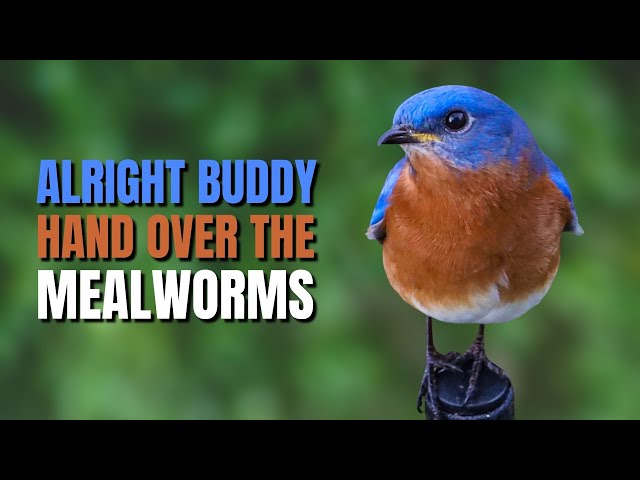 Tips on How to Attract an Eastern Bluebird  @BirdsWalkingDown