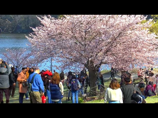 Cherry Blossom 2024: Stunning Views!
