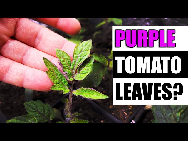Why Do Tomato Leaves Turn Purple - Garden Quickie Episode 128